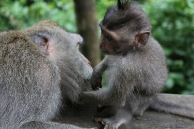 Tierleben IJSO - IPN