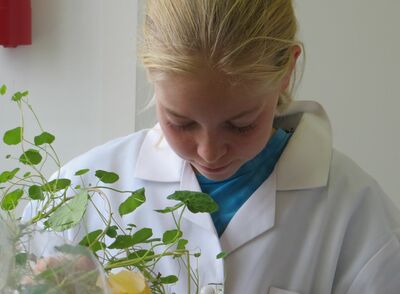 Beim Experimentieren mit Kresse IJSO - IPN