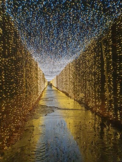 Garten der Lichter IPN - IJSO