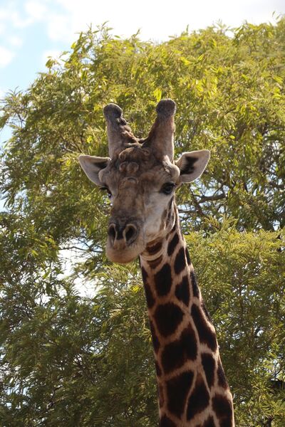 Tierleben IJSO - IPN